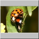 Harmonia axyridis - Asiatischer Marienkaefer 43.jpg
